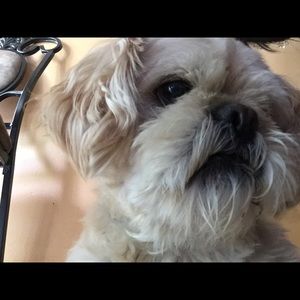 Meet your Posher, Isabel